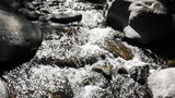 BLACK OAK Placer Mining Claim, Mineral King Mining District, Three Rivers, Tulare County, California