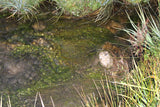 ATHENEA GOLD Placer Mining Claim, Taylor Creek, Beaverhead County, Montana