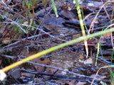 GRIMSEL SMOKY, Placer Mining Claim, Rock Creek, Beaver County, Utah