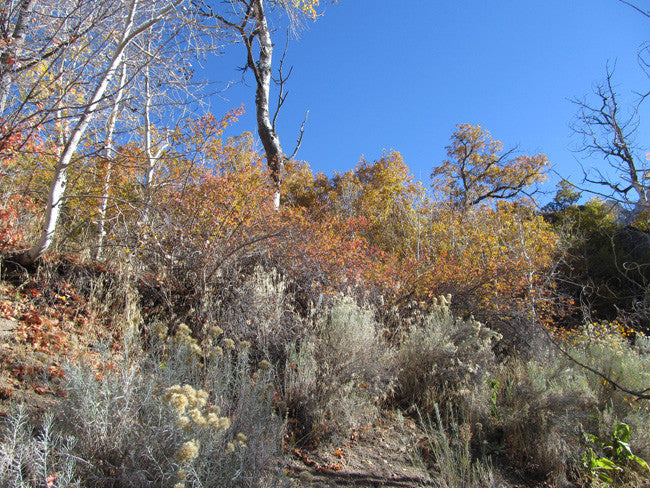 BLACK SMOKY QUARTZ, Placer Mining Claim, Rock Creek, Beaver County, Utah