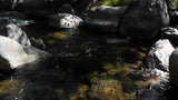 BLACK OAK Placer Mining Claim, Mineral King Mining District, Three Rivers, Tulare County, California
