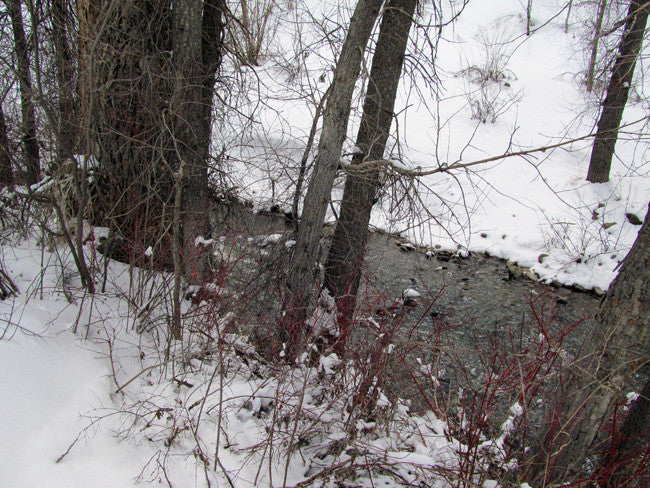 KANOWNA BELLE GOLD Placer Mining Claim, Cottonwood Creek, Dolores County, Colorado