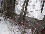 KANOWNA BELLE GOLD Placer Mining Claim, Cottonwood Creek, Dolores County, Colorado