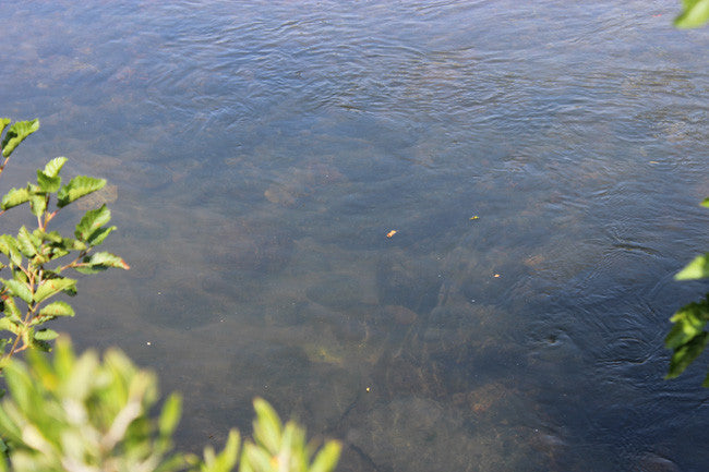 JASE GOLD Placer Mining Claim, Conant Creek, Fremont County, Idaho