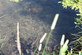 CROOKED GOLD Placer Mining Claim, Conant Creek, Fremont County, Idaho