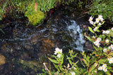 ABBEY GOLD Placer Mining Claim, Taylor Creek, Beaverhead County, Montana