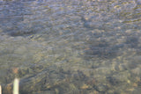 JASE GOLD Placer Mining Claim, Conant Creek, Fremont County, Idaho