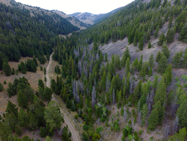 BAIRD GOLD Placer Mining Claim, French Creek, Beaverhead County, Montana