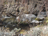 KOLOB #1 MINE, Placer Claim, Pinto Creek, Washington County, Utah