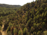 APLITE GOLD, Placer Mining Claim, Bear Creek, Grant County, New Mexico