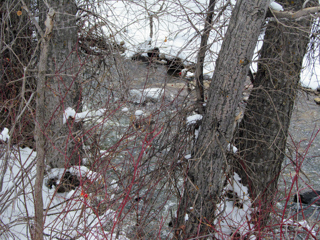 KANOWNA BELLE GOLD Placer Mining Claim, Cottonwood Creek, Dolores County, Colorado