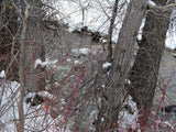KANOWNA BELLE GOLD Placer Mining Claim, Cottonwood Creek, Dolores County, Colorado