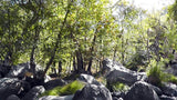 BLACK OAK Placer Mining Claim, Mineral King Mining District, Three Rivers, Tulare County, California