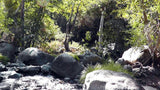 BLACK OAK Placer Mining Claim, Mineral King Mining District, Three Rivers, Tulare County, California