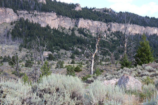BRIDGER GOLD Placer Mining Claim, Tensleep Creek, Washakie County, Wyoming