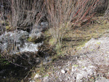 KOLOB #1 MINE, Placer Claim, Pinto Creek, Washington County, Utah