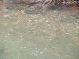 KING SOLOMON GOLD Placer Mining Claim, S. Fork Mineral Creek, San Juan County, Colorado