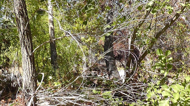 BLACK OAK Placer Mining Claim, Mineral King Mining District, Three Rivers, Tulare County, California