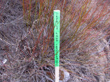 BETTY EYRE GOLD Placer Mining Claim, Dolores River, Dolores County, Colorado