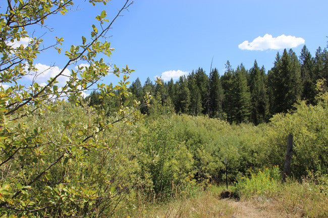 ASARCO GOLD Placer Mining Claim, Squirrel Creek, Fremont County, Idaho