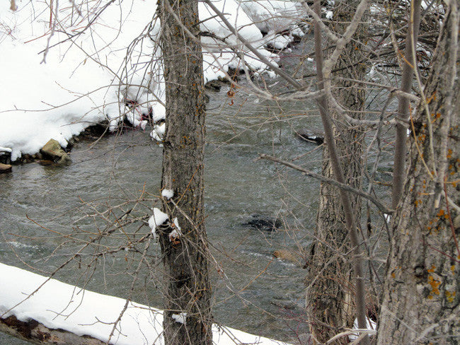 KANOWNA BELLE GOLD Placer Mining Claim, Cottonwood Creek, Dolores County, Colorado