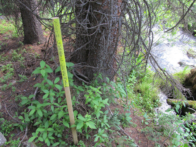 DIOR GOLD, Placer Mining Claim, N. Quartz Creek, Gunnison County, Colorado