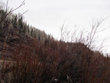 BETTY EYRE GOLD Placer Mining Claim, Dolores River, Dolores County, Colorado