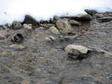 KANOWNA BELLE GOLD Placer Mining Claim, Cottonwood Creek, Dolores County, Colorado