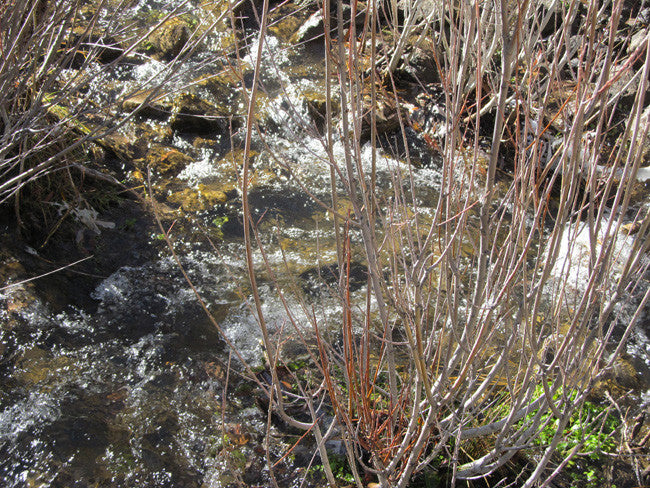 KOLOB #1 MINE, Placer Claim, Pinto Creek, Washington County, Utah