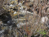 KOLOB #1 MINE, Placer Claim, Pinto Creek, Washington County, Utah