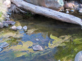 APLITE GOLD, Placer Mining Claim, Bear Creek, Grant County, New Mexico