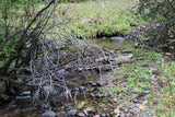 BAGLIO GOLD Placer Mining Claim, French Creek, Beaverhead County, Montana