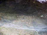 APLITE GOLD, Placer Mining Claim, Bear Creek, Grant County, New Mexico