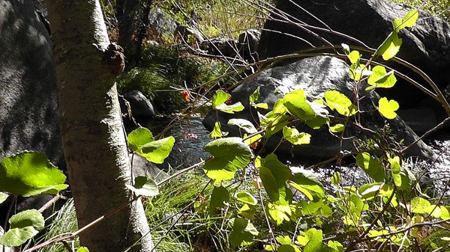 BLACK OAK Placer Mining Claim, Mineral King Mining District, Three Rivers, Tulare County, California