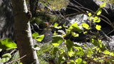 BLACK OAK Placer Mining Claim, Mineral King Mining District, Three Rivers, Tulare County, California