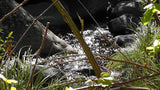 BLACK OAK Placer Mining Claim, Mineral King Mining District, Three Rivers, Tulare County, California