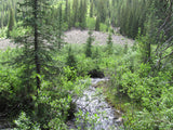 DIOR GOLD, Placer Mining Claim, N. Quartz Creek, Gunnison County, Colorado