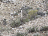 LEPRECHAUN GOLD MINE, Lode Mining Claim, Fallon, Churchill County, Nevada