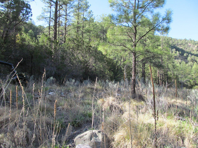 APLITE GOLD, Placer Mining Claim, Bear Creek, Grant County, New Mexico