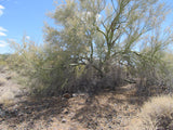 GREY BEARDS Lode Mining Claim, Aguila, Maricopa County, Arizona