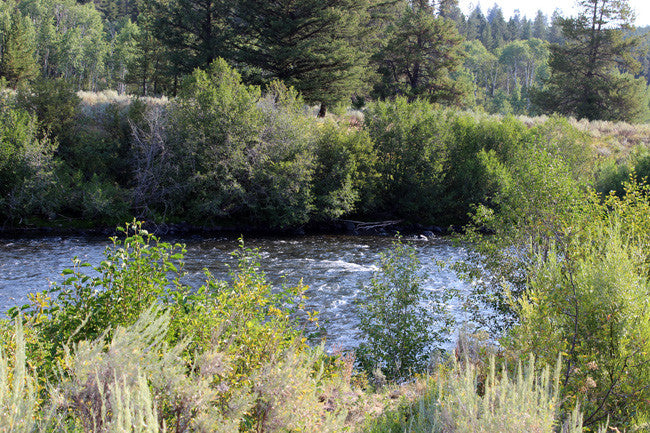 JELM GOLD, Placer Mining Claim, Falls River, Fremont County, Idaho