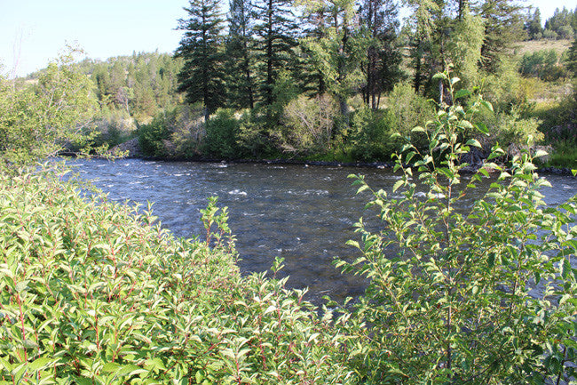 JELM GOLD, Placer Mining Claim, Falls River, Fremont County, Idaho