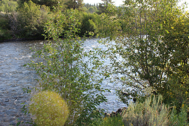 JELM GOLD, Placer Mining Claim, Falls River, Fremont County, Idaho