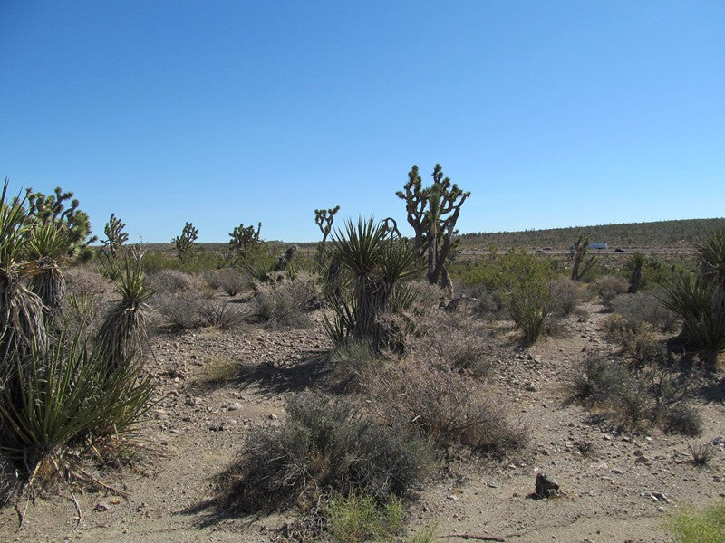 Mining Claim in Ivanpah CA, EXPOSED EXTENSION