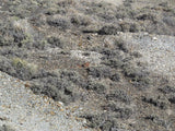 CROWN POINT Lode Mining Claim, Tonopah, Nye County, Nevada
