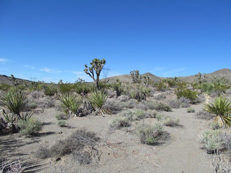 Mining Claim in Ivanpah CA, EXPOSED EXTENSION