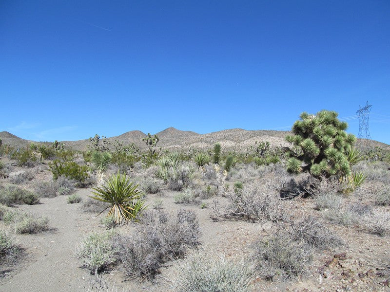 Mining Claim in Ivanpah CA, EXPOSED EXTENSION