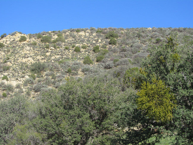 BENN BENITOITE, Placer Mining Claim, Idria Mining District, San Benito County, California