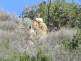 ANDY MINE California Benitoite Mining Claim