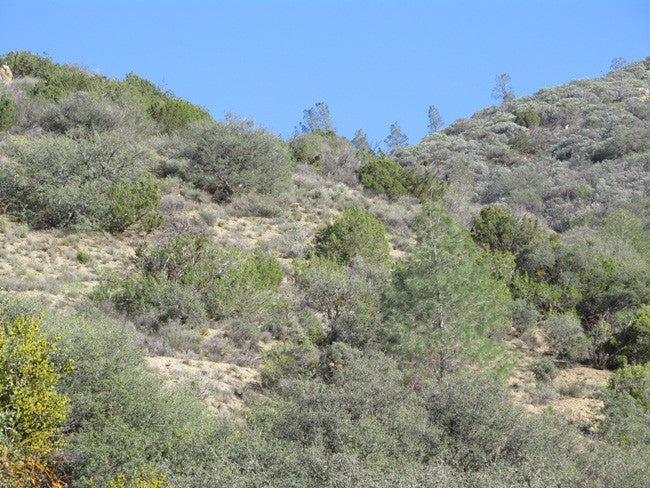 BENN BENITOITE, Placer Mining Claim, Idria Mining District, San Benito County, California